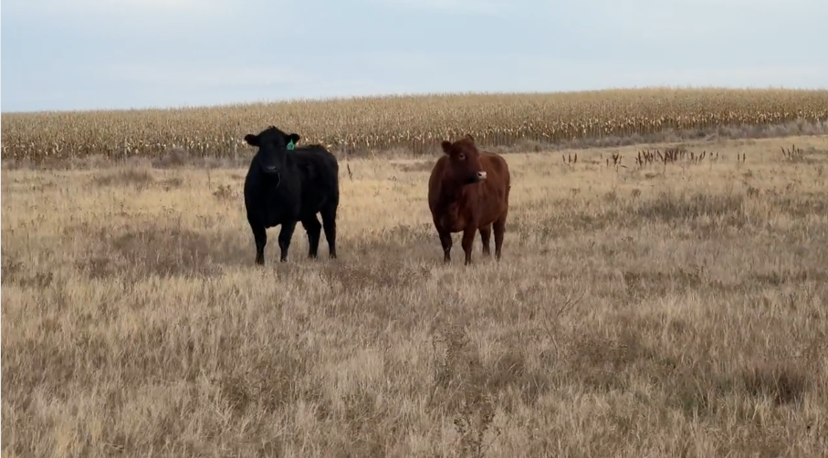 BIG JAG – (3-5) yr olds – March to May calving!-BC1120E5